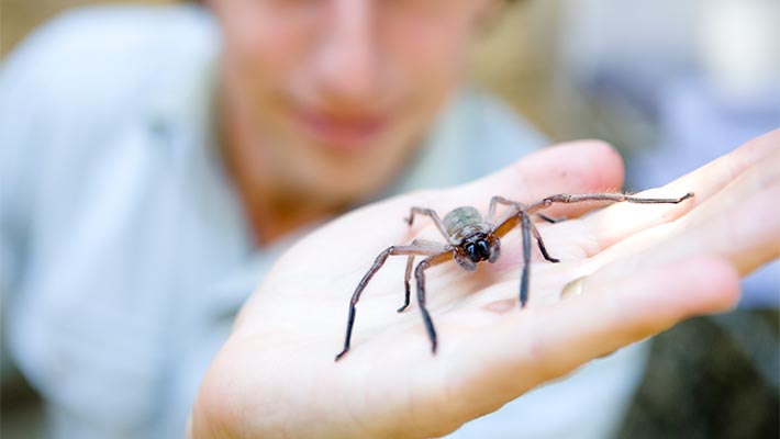 Keeper Gabe Virgona with a Huntsman spider