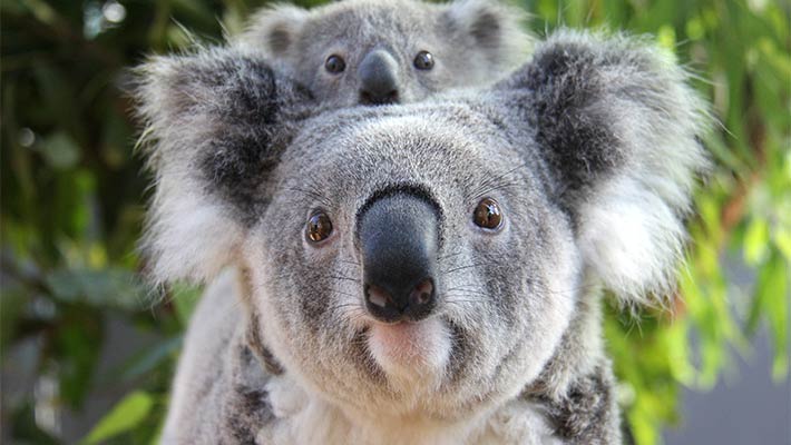 Koalas
