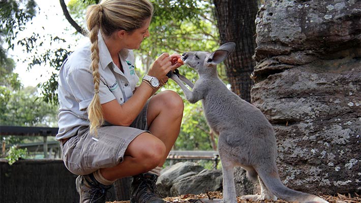 Kangaroo joey Pip with Keeper Katie