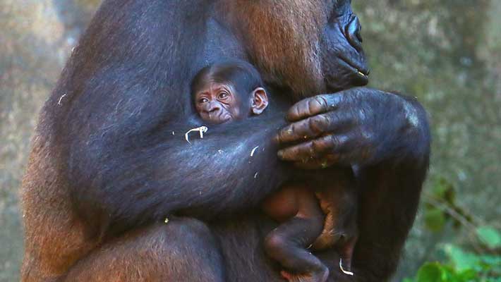 Gorilla baby at Taronga Zoo Sydney. Photo: Rick Stevens.