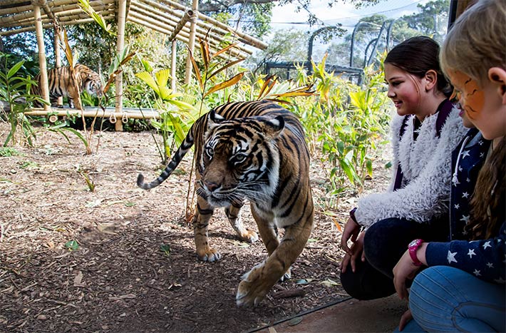 Get up close to our tiger family at Tiger Trek