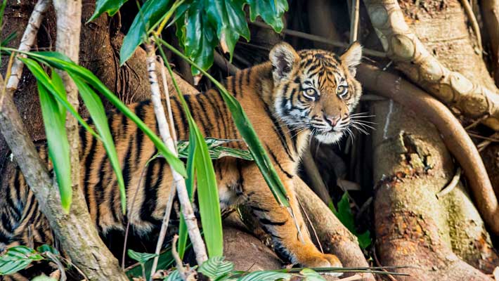 Visit our three adorable tiger cubs at Tiger Trek. Photo: Rick Stevens