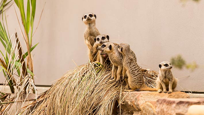 Meerkats at Taronga Zoo Sydney