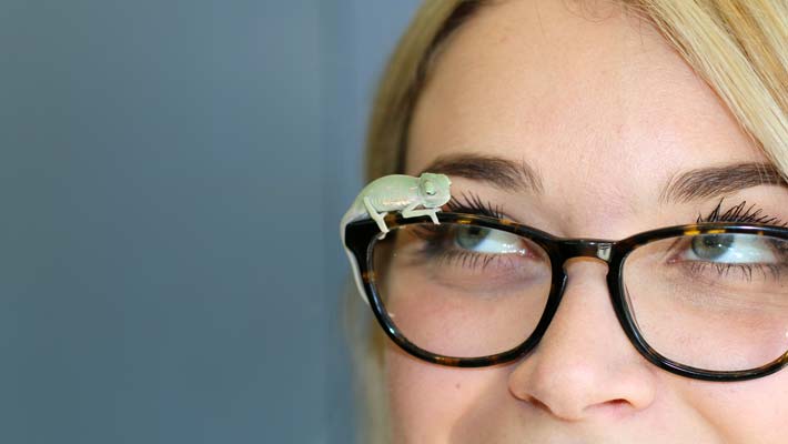 Reptile keeper Emma Bembrick shows off some newly hatched Veiled Chameleon hatchlings