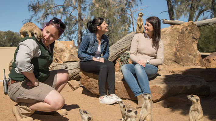 Meerkat encounter