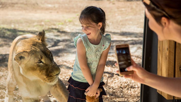 Get up close to our lion pride at Lion Pride Lands
