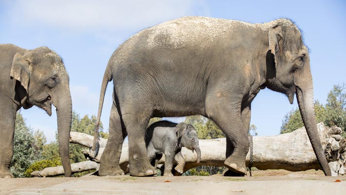 Asian Elephant calf Kanlaya and mother Porntip