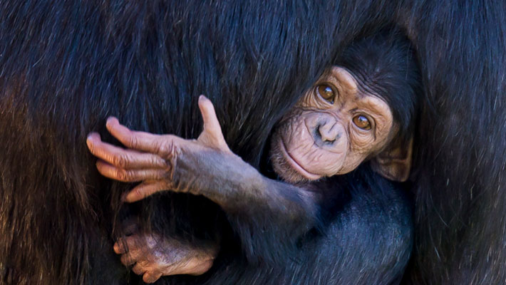 Chimpanzee Ceres with baby Cebele