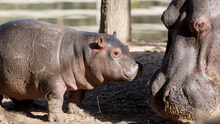 Hippopotamus calf Kendi