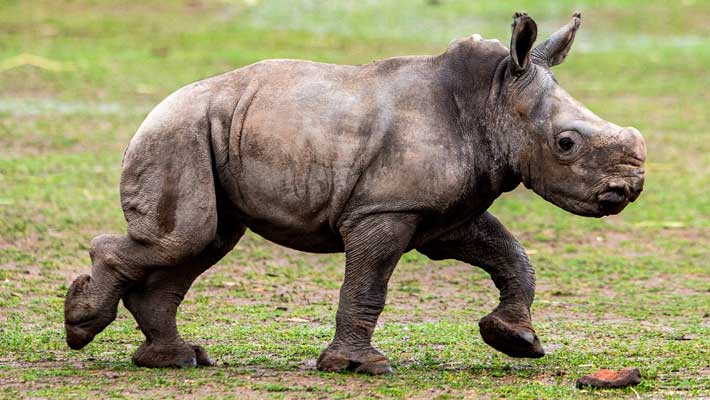 White Rhino Calf, Meeka at Taronga Western Plains Zoo