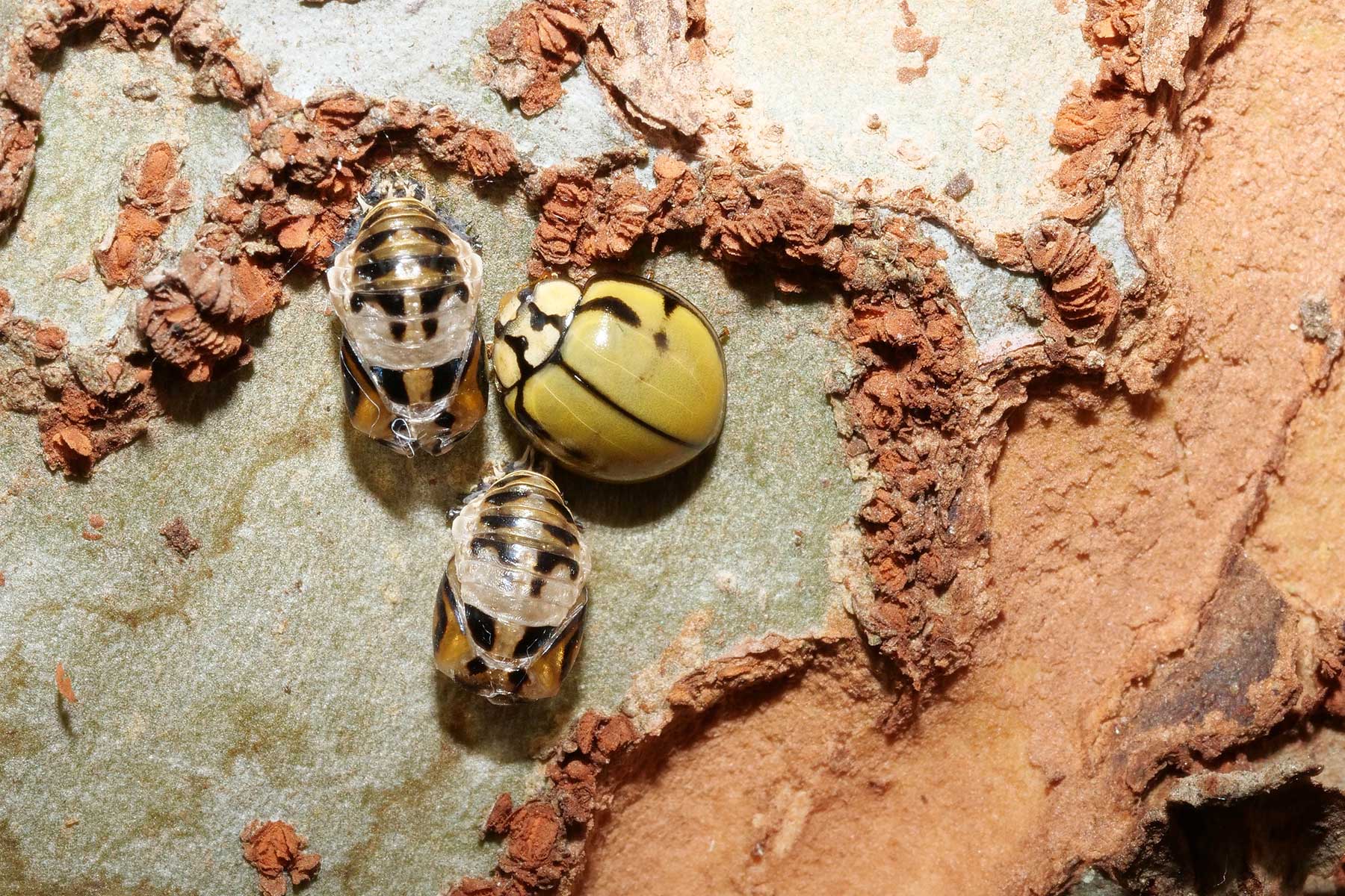 From Telephoto to Macro, the Big Side of a Small World by Anne Brophy