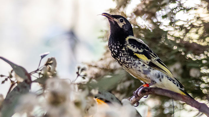 Regent Honeyeater, Photo: Alex Pike