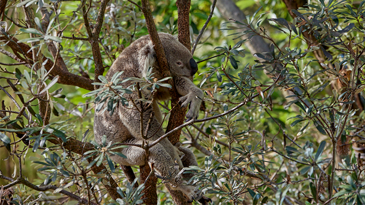 Sanctuary Tour - Koala