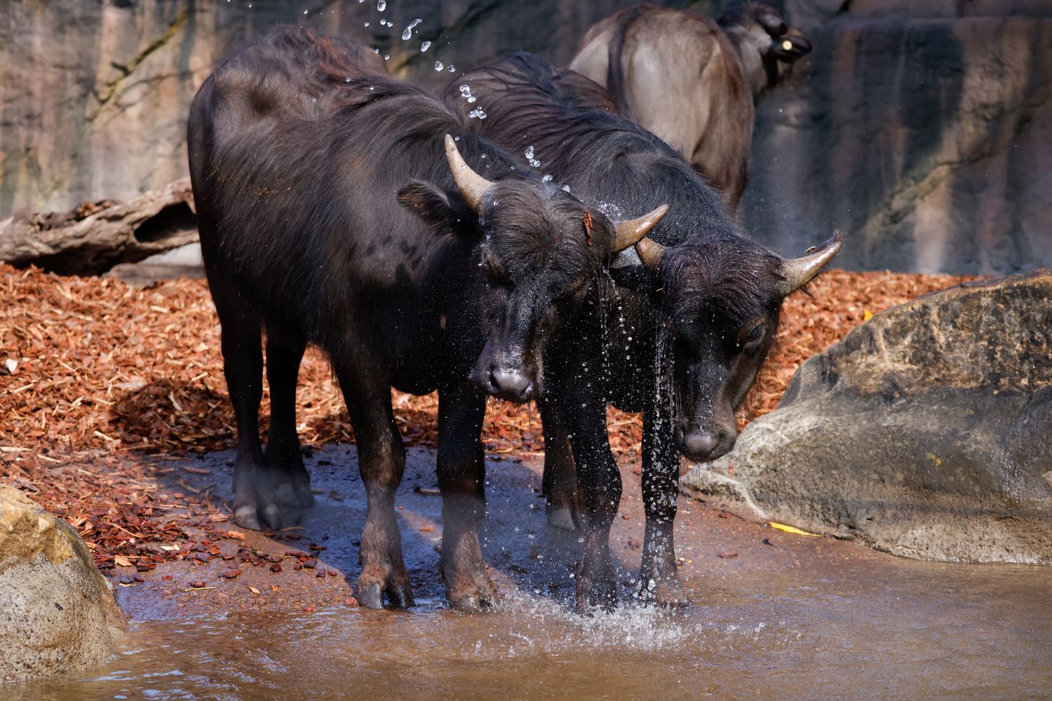 Asian Water Buffalo on habitat