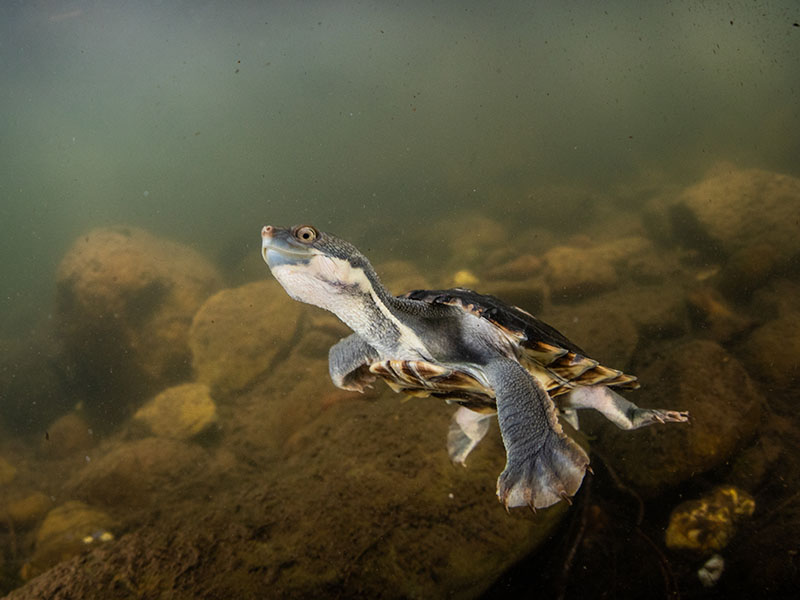 Bellinger River Turtle