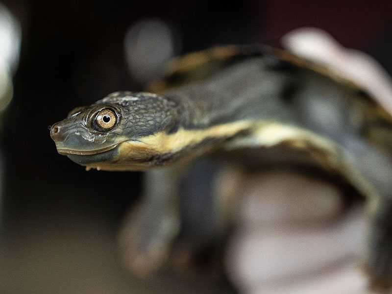 Bellinger River Turtle 