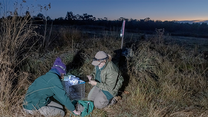 Greater Bilby release during population survey 