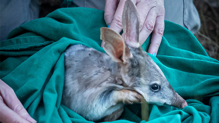 Greater Bilby during population survey 