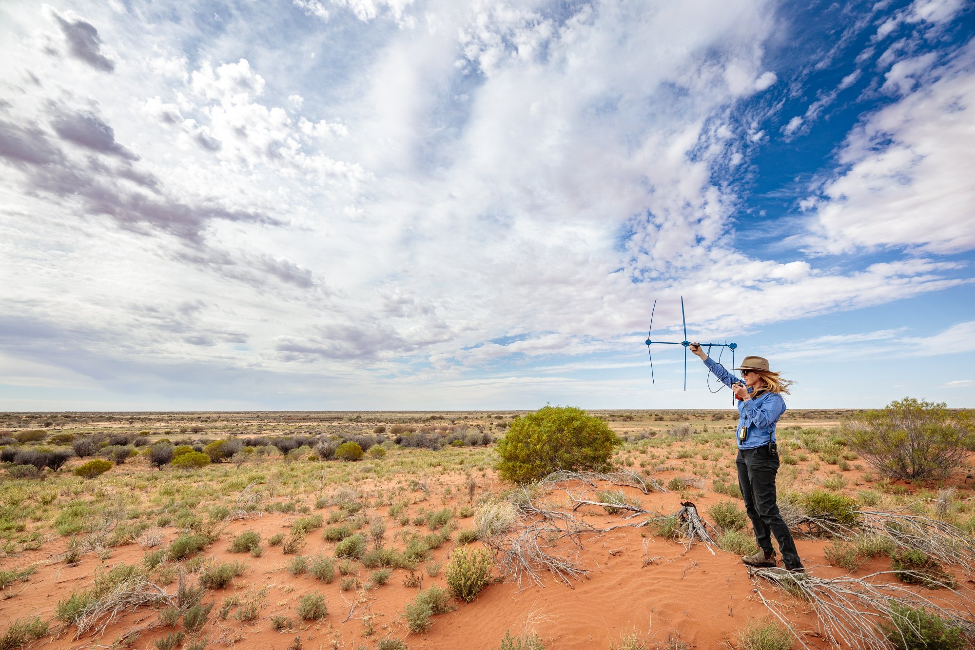 Tracking bilbies