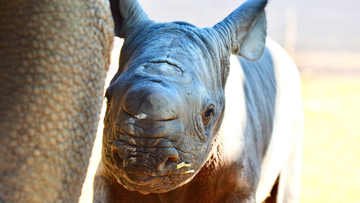 Male critically endangered Black Rhino calf born on 14th April 2023
