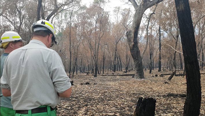 Bushfire-affected areas