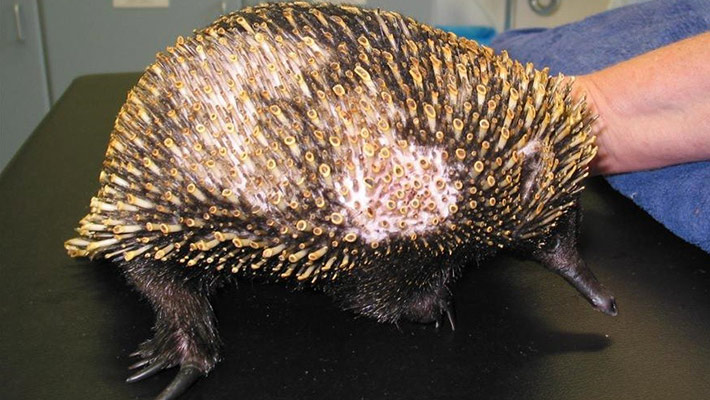 Echidna with burns from the bushfires