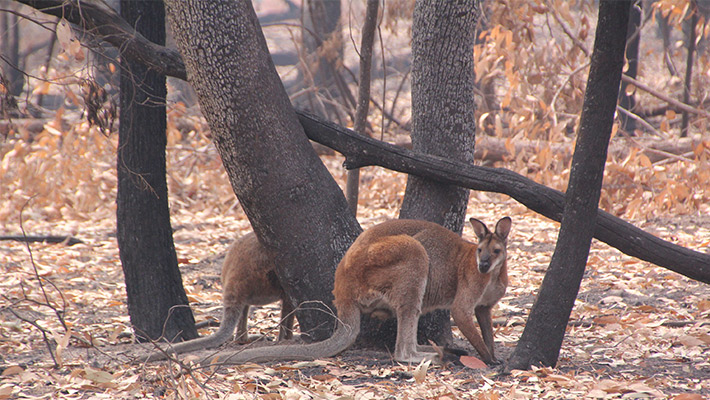 Red-necked wallaby amongst bushfire-affected fields