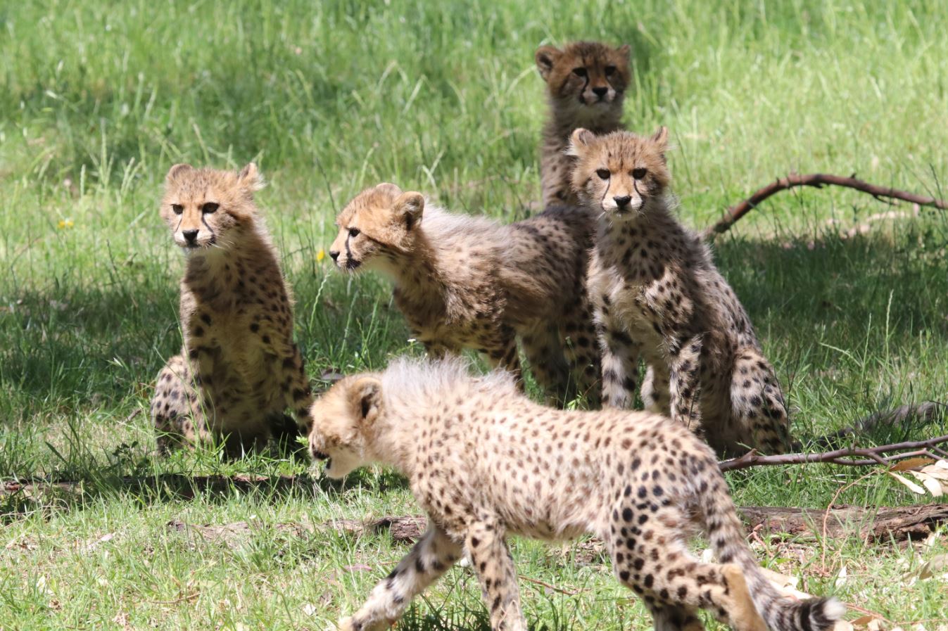 Cheetah cubs on exhibit 