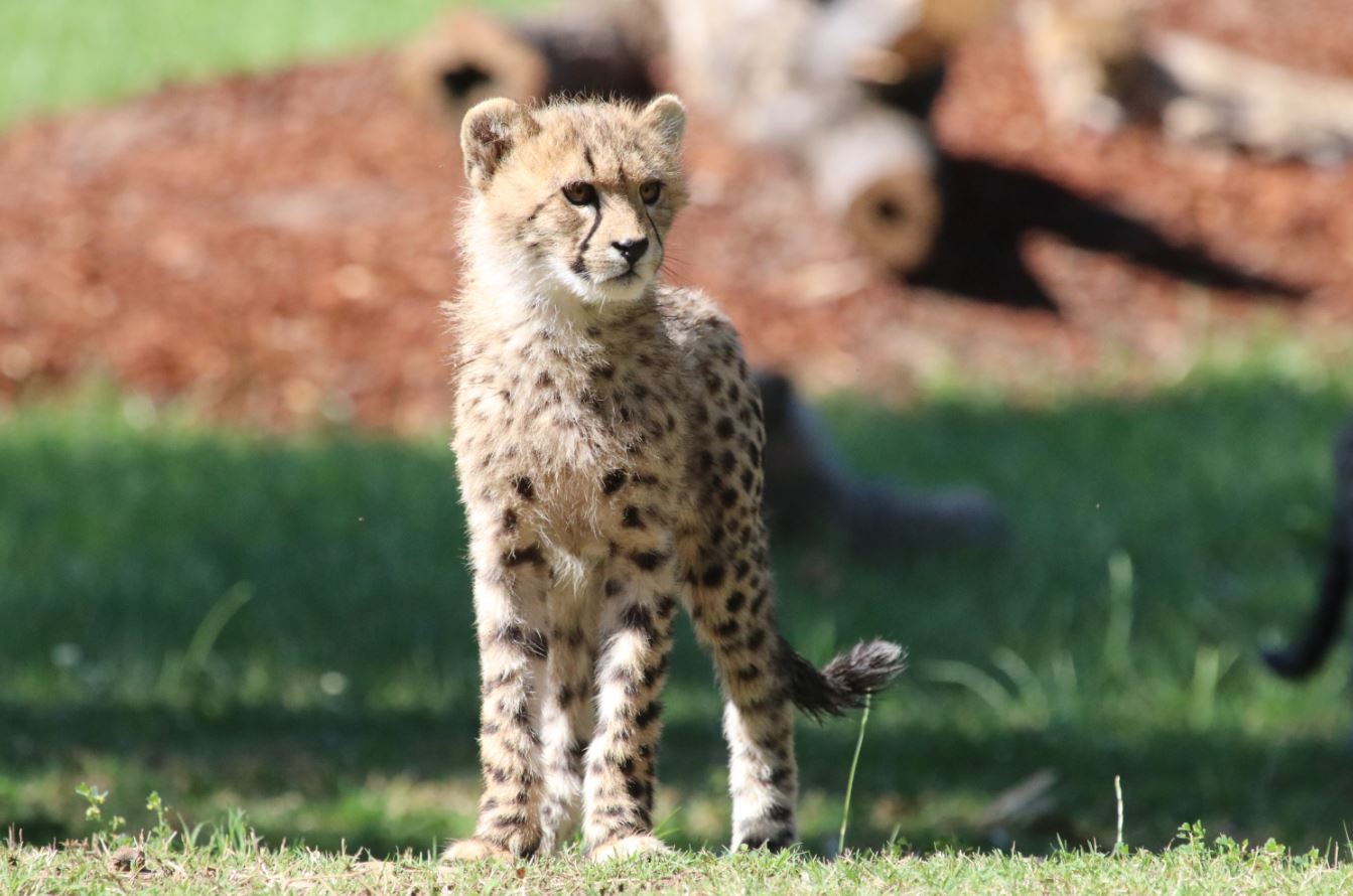 Cheetah cubs on exhibit 