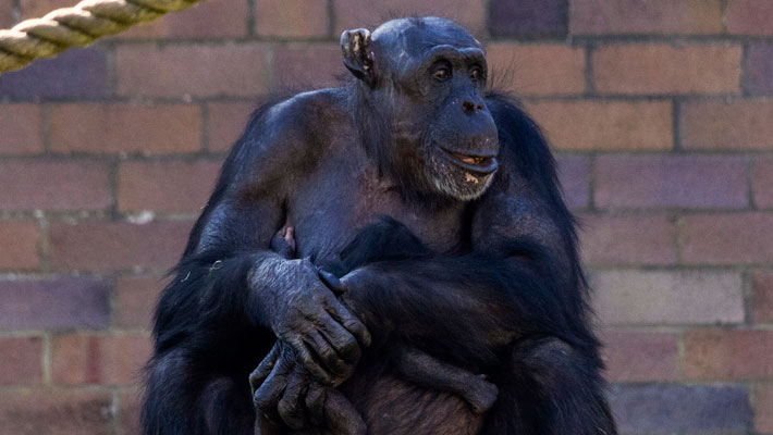 Mum Lisa with newborn chimp baby