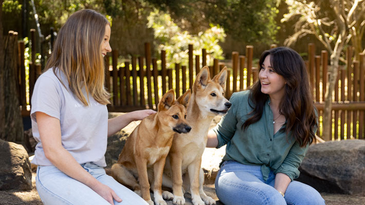 Guests enjoying the interactive Dingo encounter