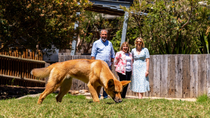 Guests watching Dingo pup explore it's exhibit