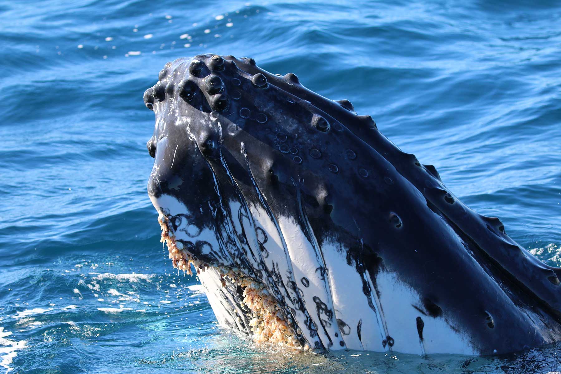 Making a Splash: The Arrival of Ocean Giants to Our Doorstep by Vanessa Pirotta