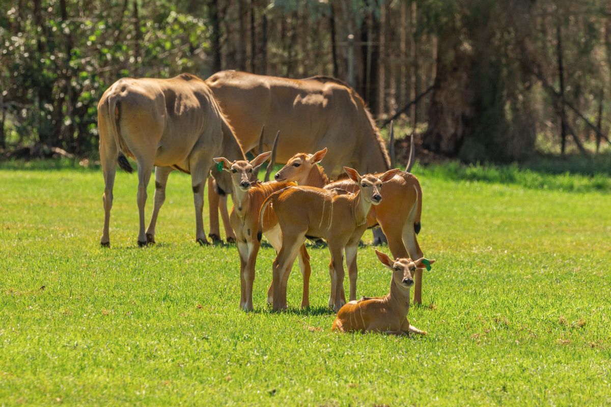 Eland calves at Taronga Western Plains Zoo