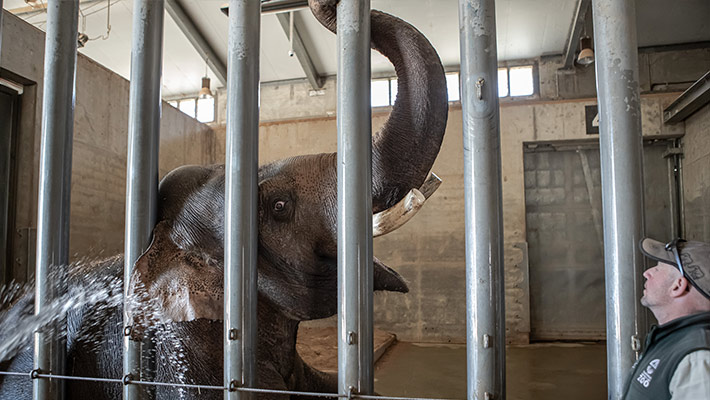 An Asian Elephant during bath time.