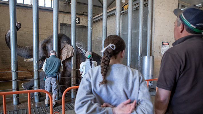 See our team bath one of the resident Asian Elephants.