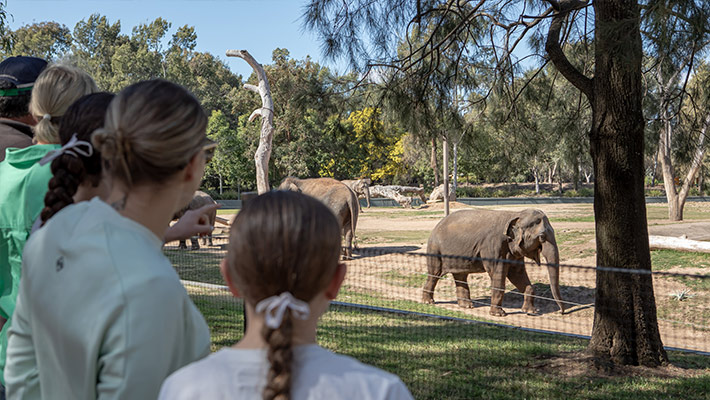 View the Elephants on the walk behind the scenes to the Elephant barn.