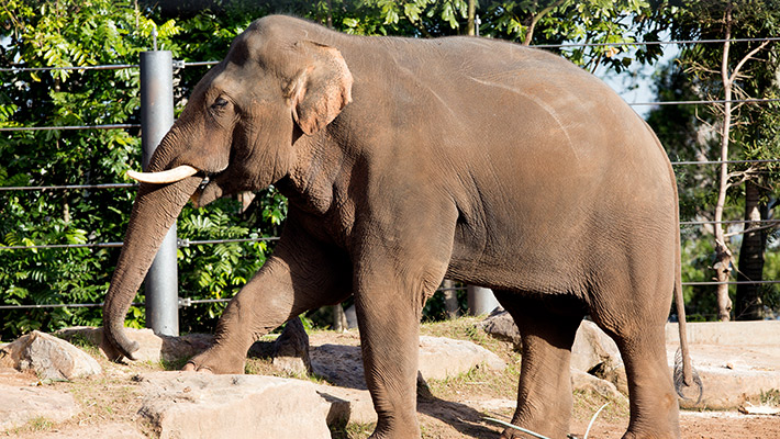 Asian Elephant at Taronga Zoo Sydney. Photo: Rick Stevens 