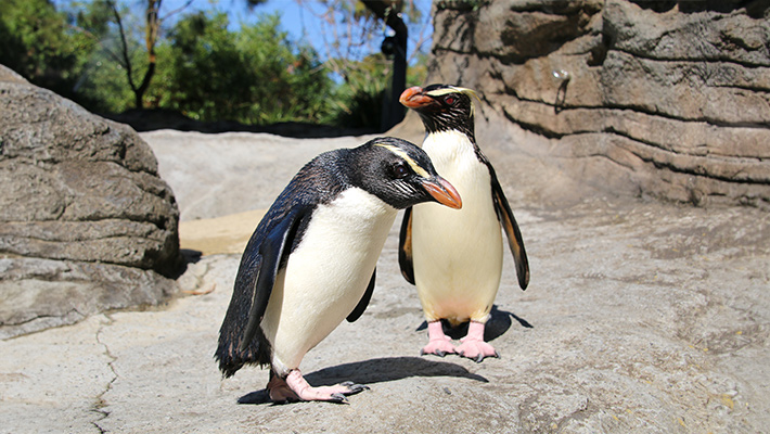 Fiordland Penguins