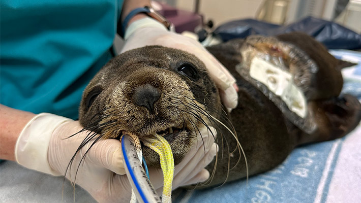 Fur Seal Being Rehabilitated at Taronga Wildlife Hospital 