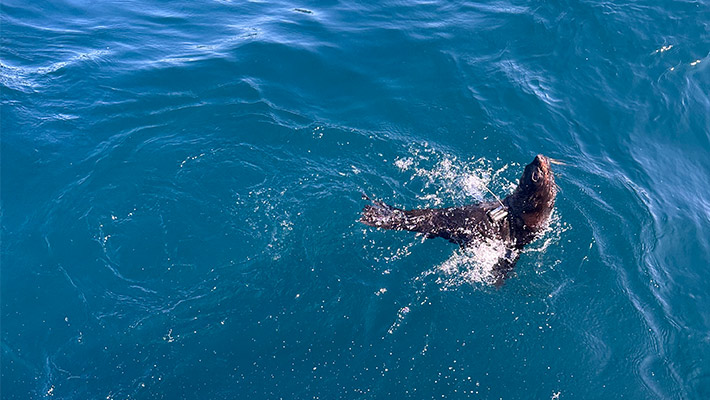 Fur Seal following release after rehabilitation