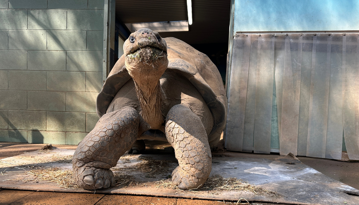 Galapagos Tortoise at Taronga Western Plains Zoo