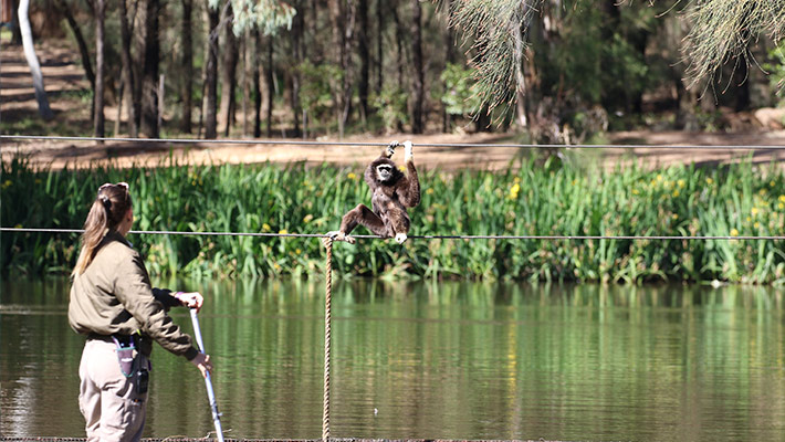 Keeper and Gibbon in habitat