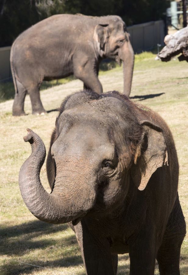 Gigi the Asian Elephant 
