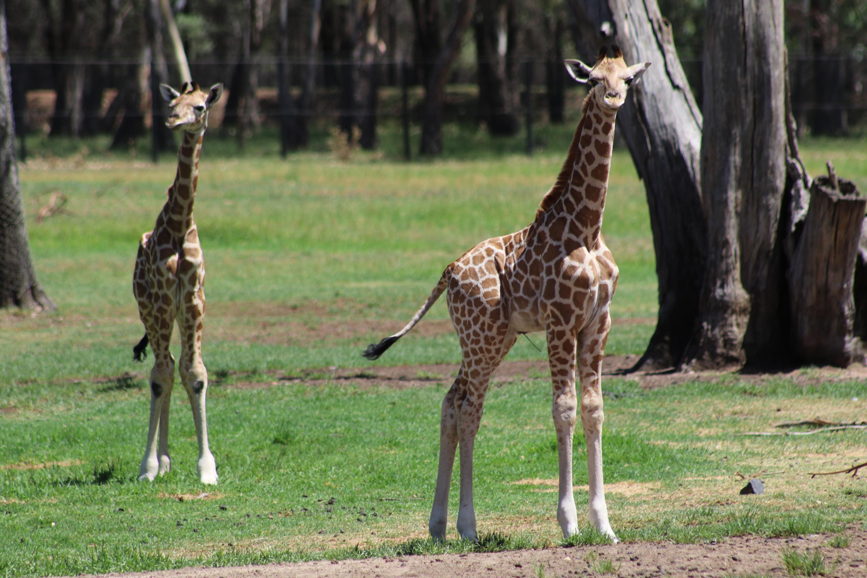 Giraffe calves born in January 2019