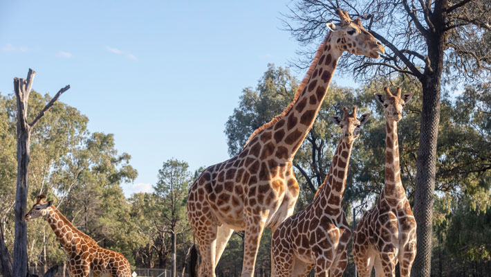 Giraffe Herd at Taronga Western Plains Zoo, Dubbo