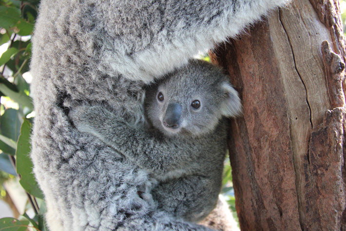 Koala and Joey. Photo: Paul Fahy