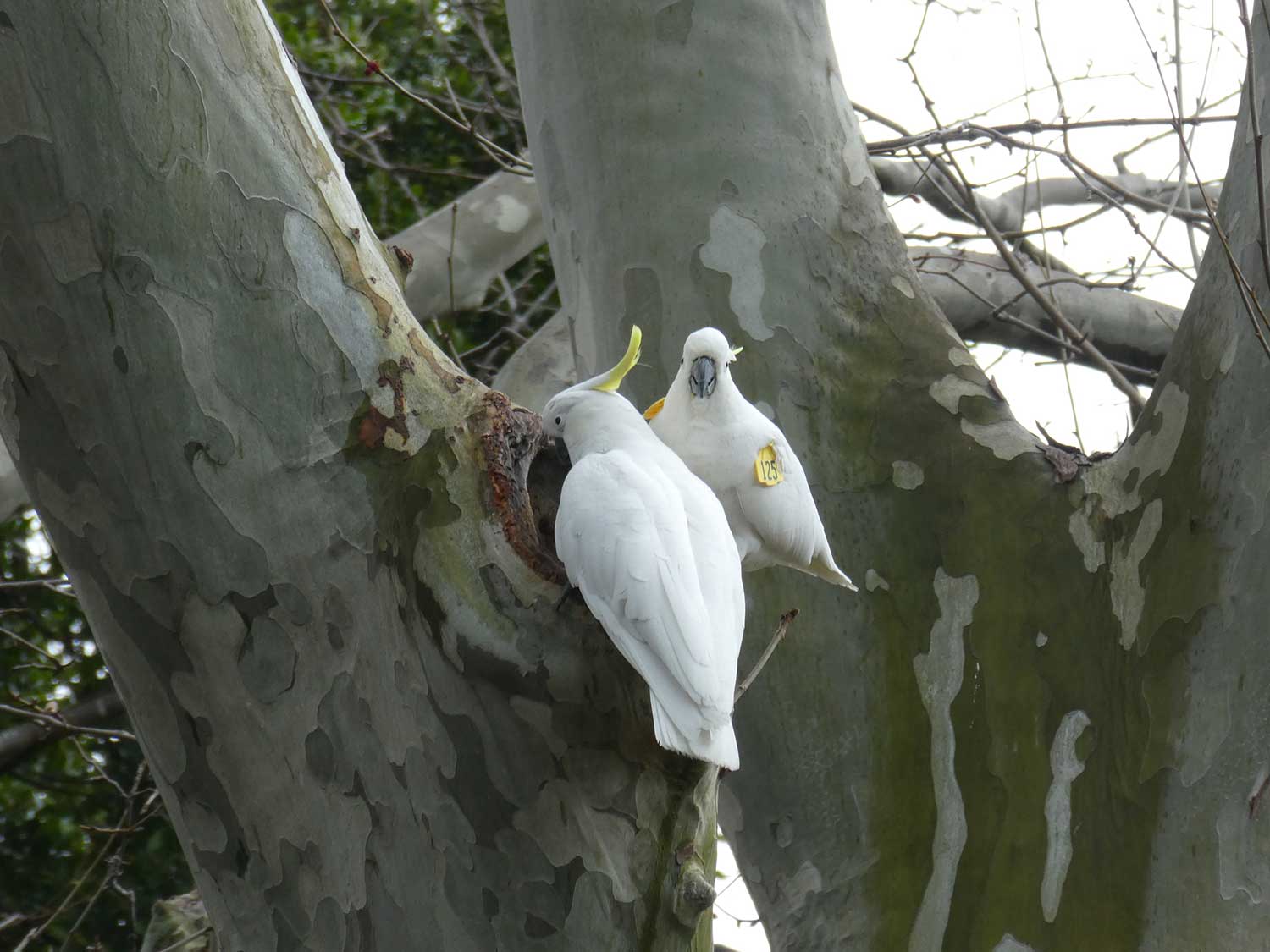 'Girlfriend' (125), a wing-tagged Sulphur-crested Cockatoo. Photo credit - Dr. John Martin