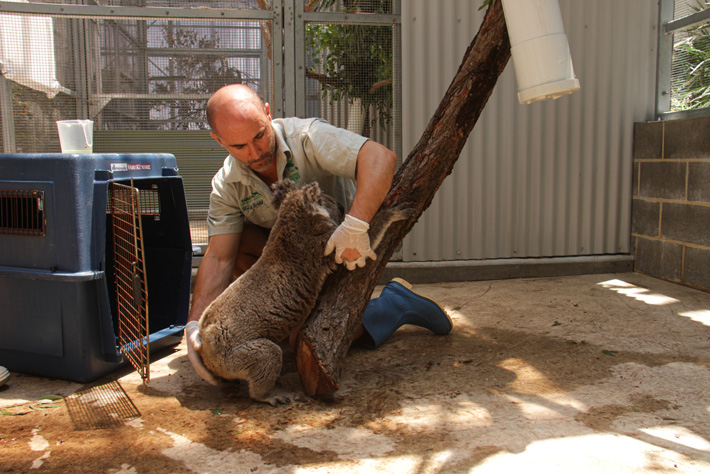 Keeper caring for Koala