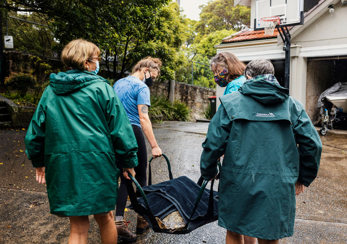 Green Turtle arrives at Taronga's Wildlife Hospital